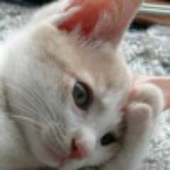 よくきたな。おれはお悩み猫だ。おれは毎日ものすごい量のテキストを書いているが、誰にも見せる気はない。
