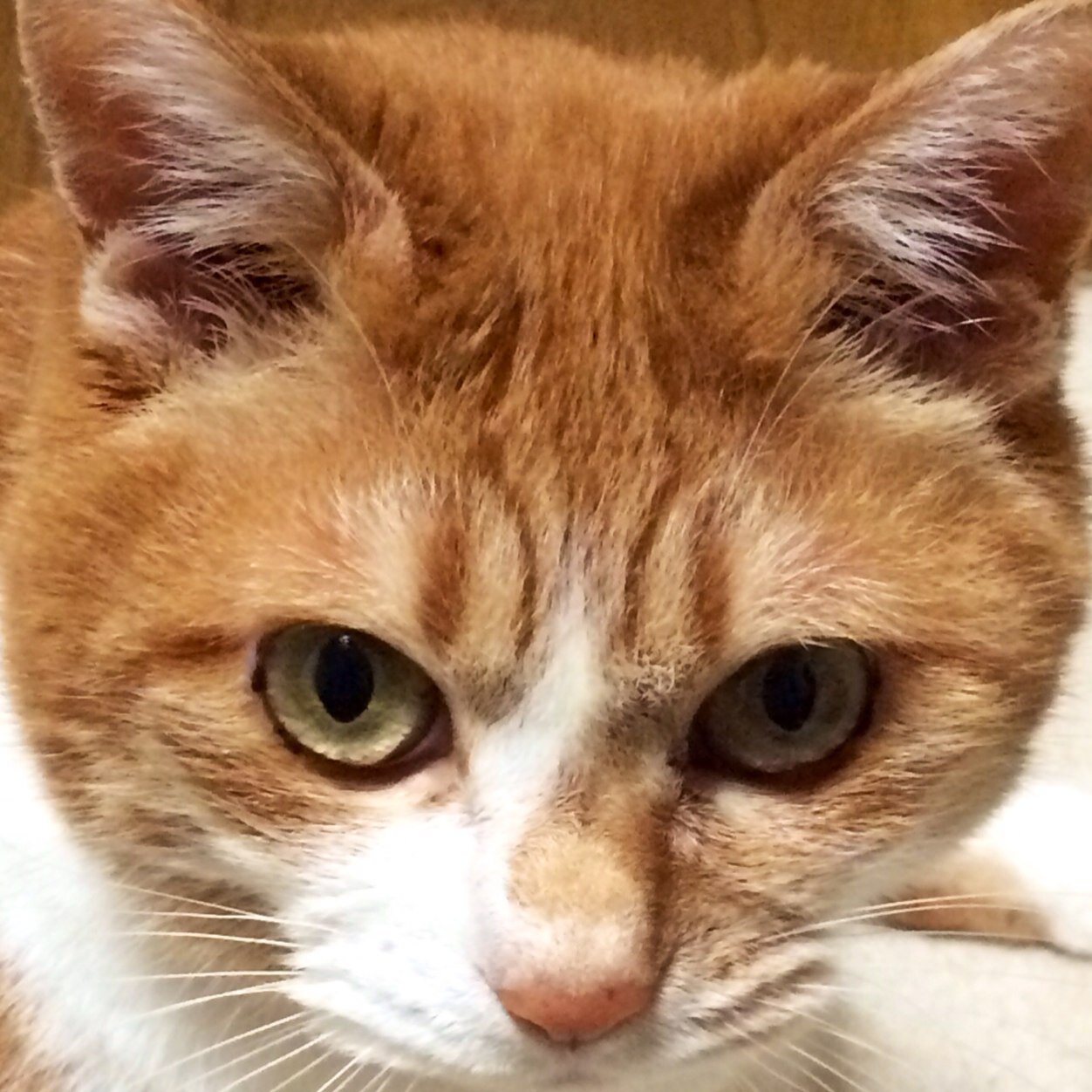 CUBEBOX301's profile picture. 原発反対‼︎ 動物愛護‼︎ 家族構成 オレ（人間）娘 一人（猫、他界しました)人間も動物も命ってホント大事ですよね！ 基本リツイートばかりです(｡-_-｡) ｺﾞﾒﾝﾅｻｲ たまにくだらない事もつぶやきます バンドなんかも少ししてます！幸せに生きたい！ただそれだけです