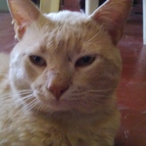 celeluna87's profile picture. 