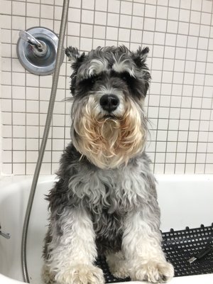 All Paws Lead to The Barrie Inn, Long Island's fun and fancy grooming salon. Cage-less boarding and offer doggie daycare. Let them play while you're away!