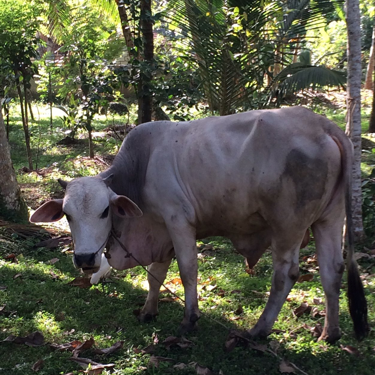 datestories's profile picture. Dating in London - it's a jungle out there! Will report my interactions and experiences with the male Lions of London