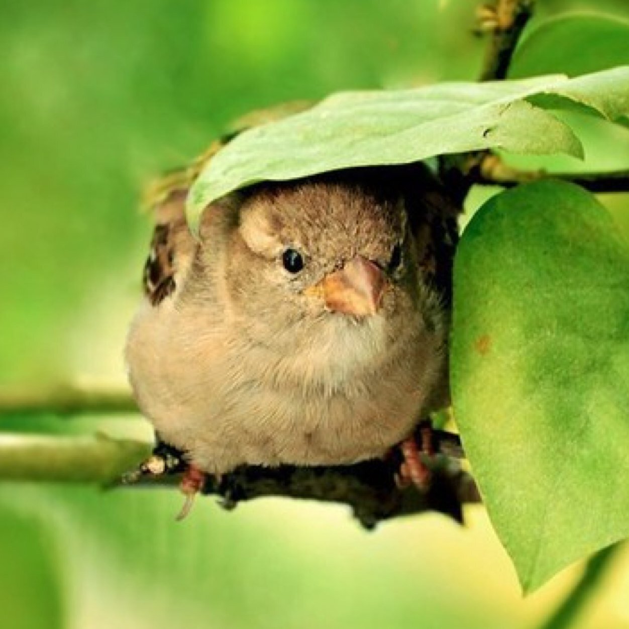 Popsinhiding's profile picture. Too many followers sometimes
Photo: MiraGe/Flixya.com.