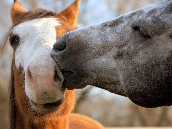 concientizacion sobre tenencia responsable de animales. NO AL MALTRATO ANIMAL.