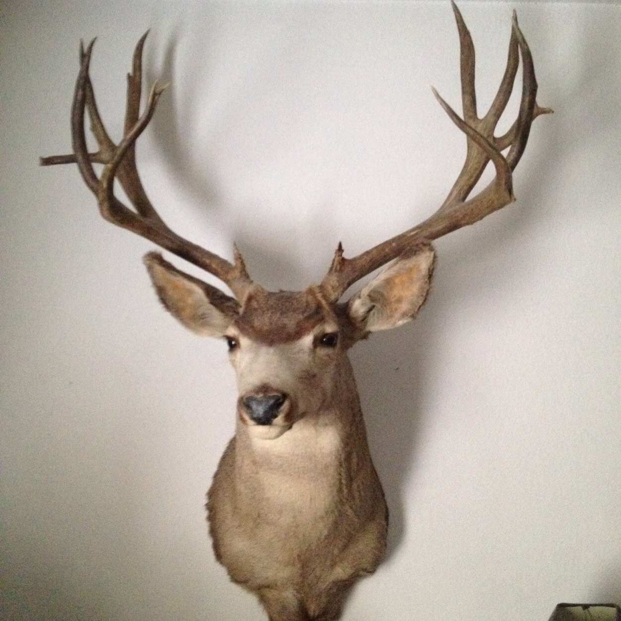 DuckJeff's profile picture. 