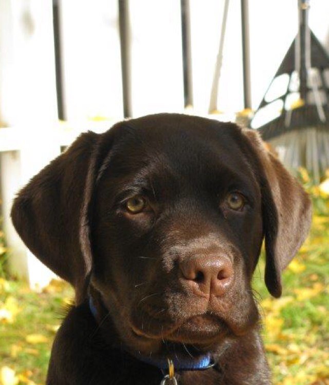 SwampDogs1's profile picture. 