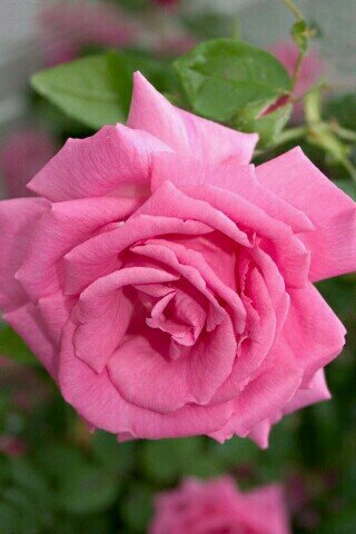 nooody745's profile picture. 