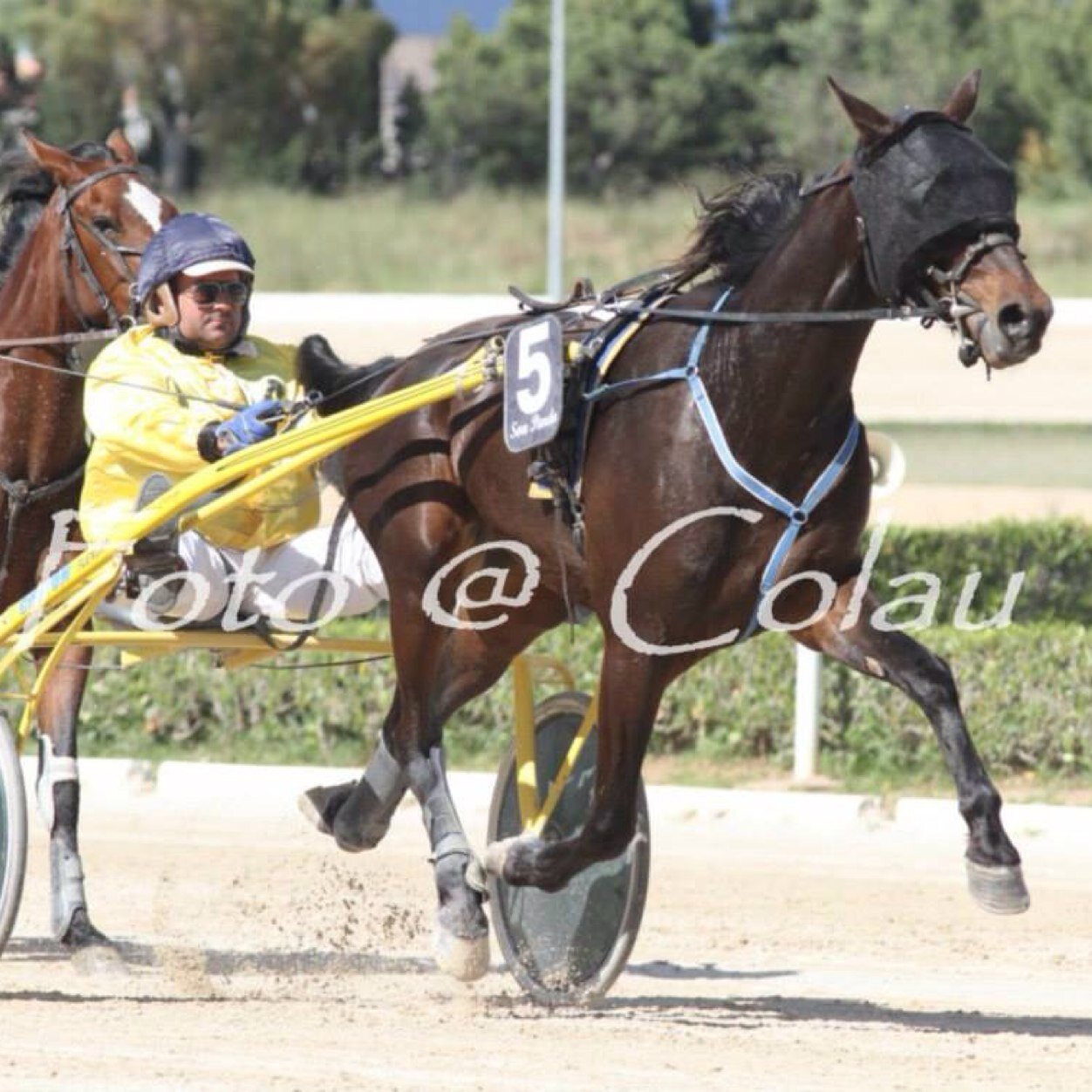 El trot la meva passió