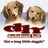 dachshundhall's profile image