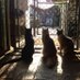 RAPS Cat Sanctuary (@rapscats) Twitter profile photo RAPS Cat Sanctuary (@rapscats) Twitter profile photo