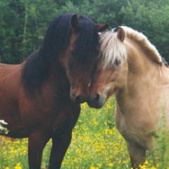Jeg elsker hester!