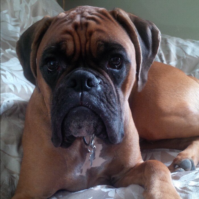 Pawsh Apparel is a 'large and extra large' luxury dog apparel company.