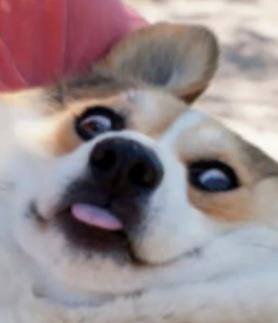 chaosdwarf24's profile picture. Sweg