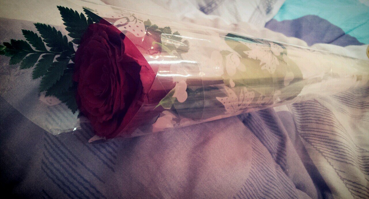 nooor199011's profile picture. 