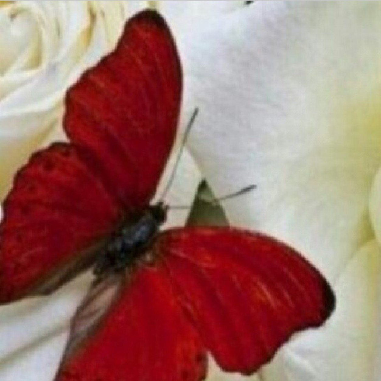 خذ من الحياهہ الشيء الذي يسعدک ' و باقي الأمور اتركها تأتي كما كتبها اللہ لك ♡♡♡!