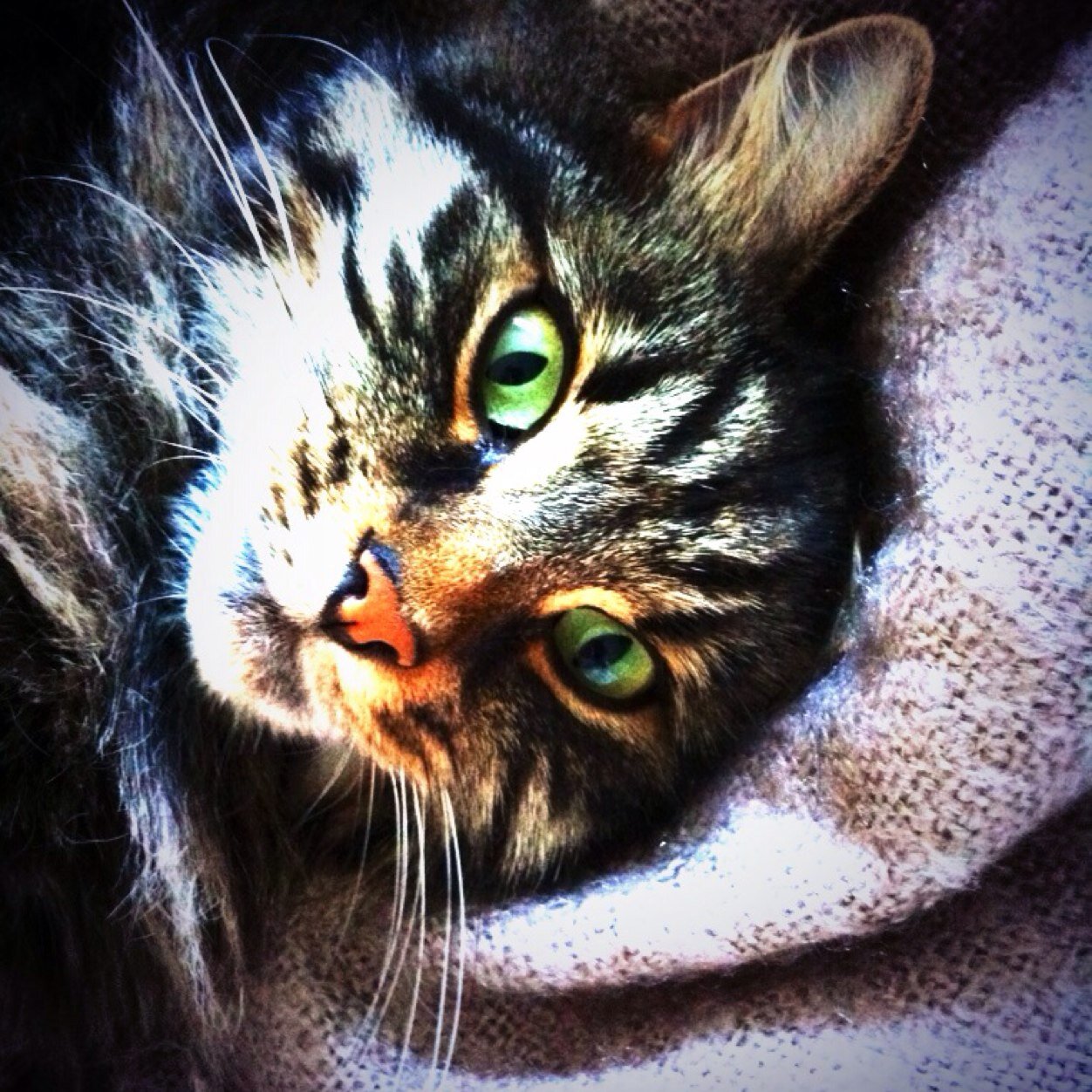I am Barnes Wallis, the Bouncing Bomb. First Sea Lord and an observer of Human's strange behaviour! I has a chubby sisfur Miss Marple. Welcome to my World..