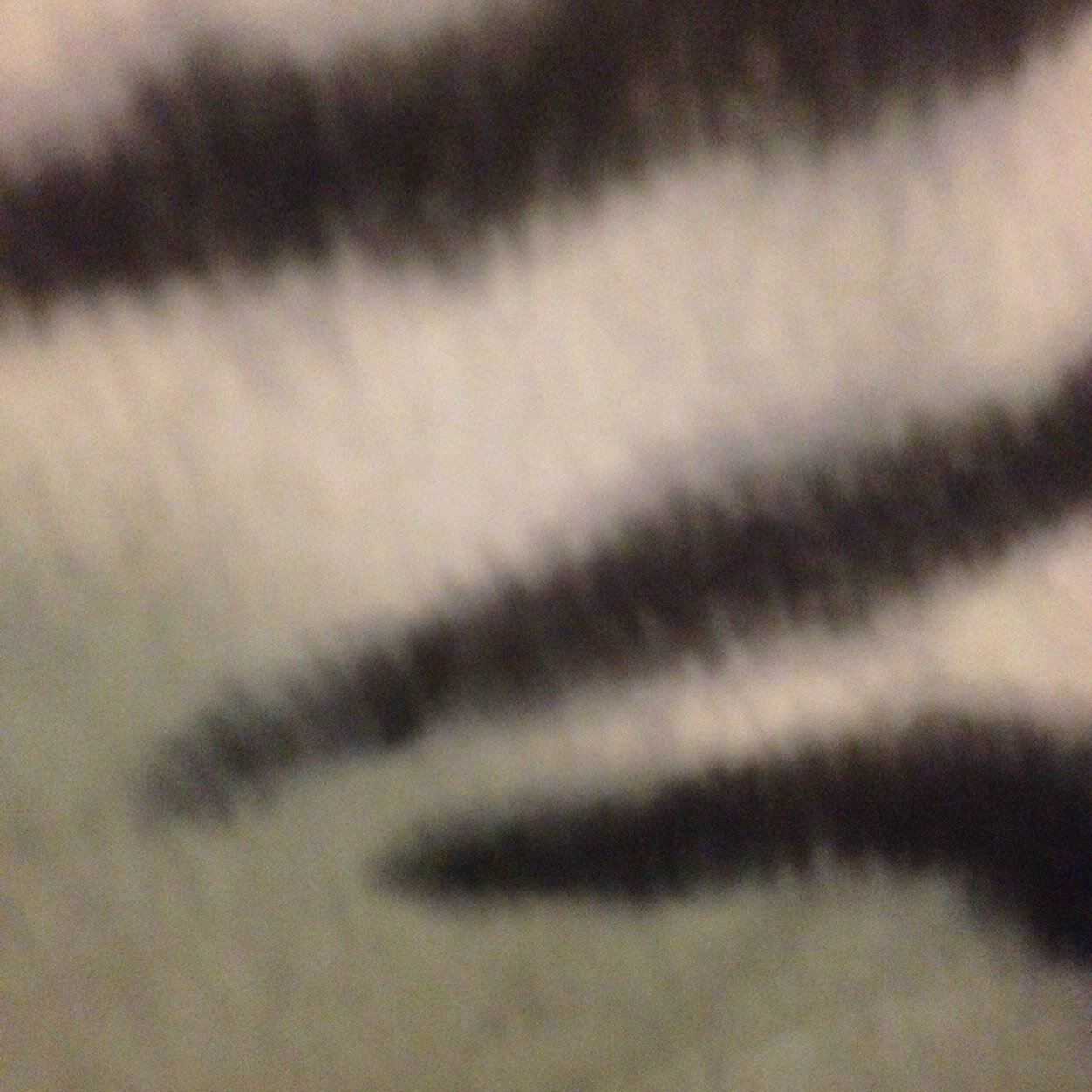 radicallrachel's profile picture. This is a bio and i like tacos