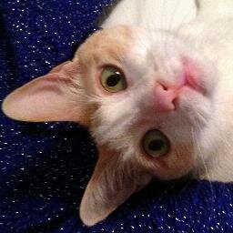 Living life to the fullest as proof that #adoptedpets give just as much love. I'm on Twitter because I'm convinced I'm human.
