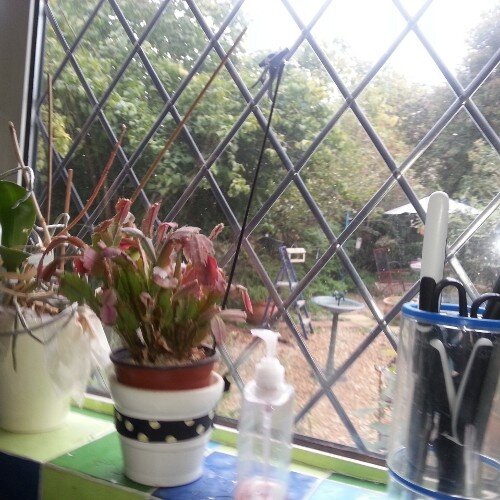 Not bloomin' likely !  AKA Elle Fran Williams, writer but don't tell anyone!