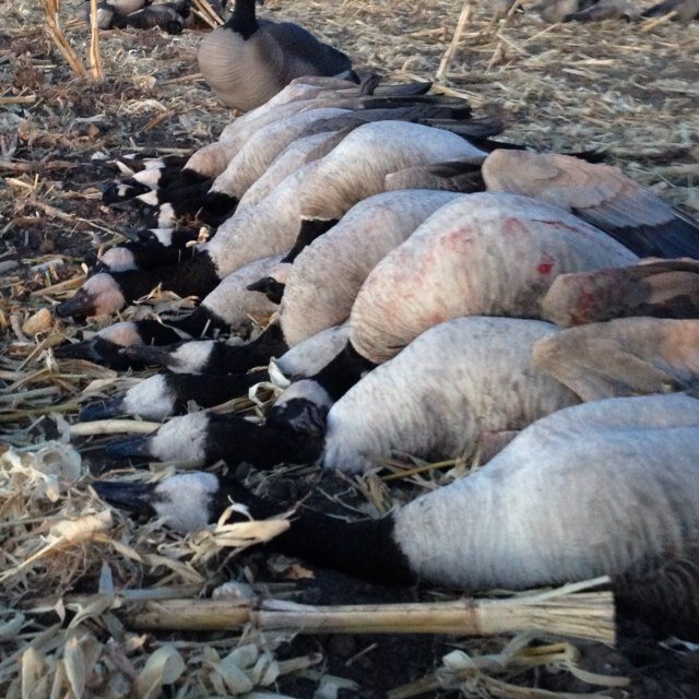 If you're to busy to hunt, you're too busy!