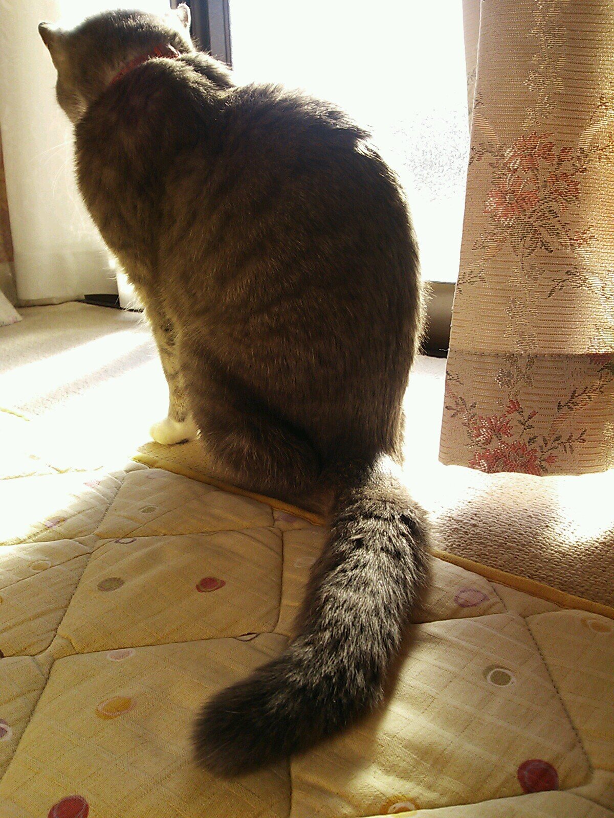 みーこ