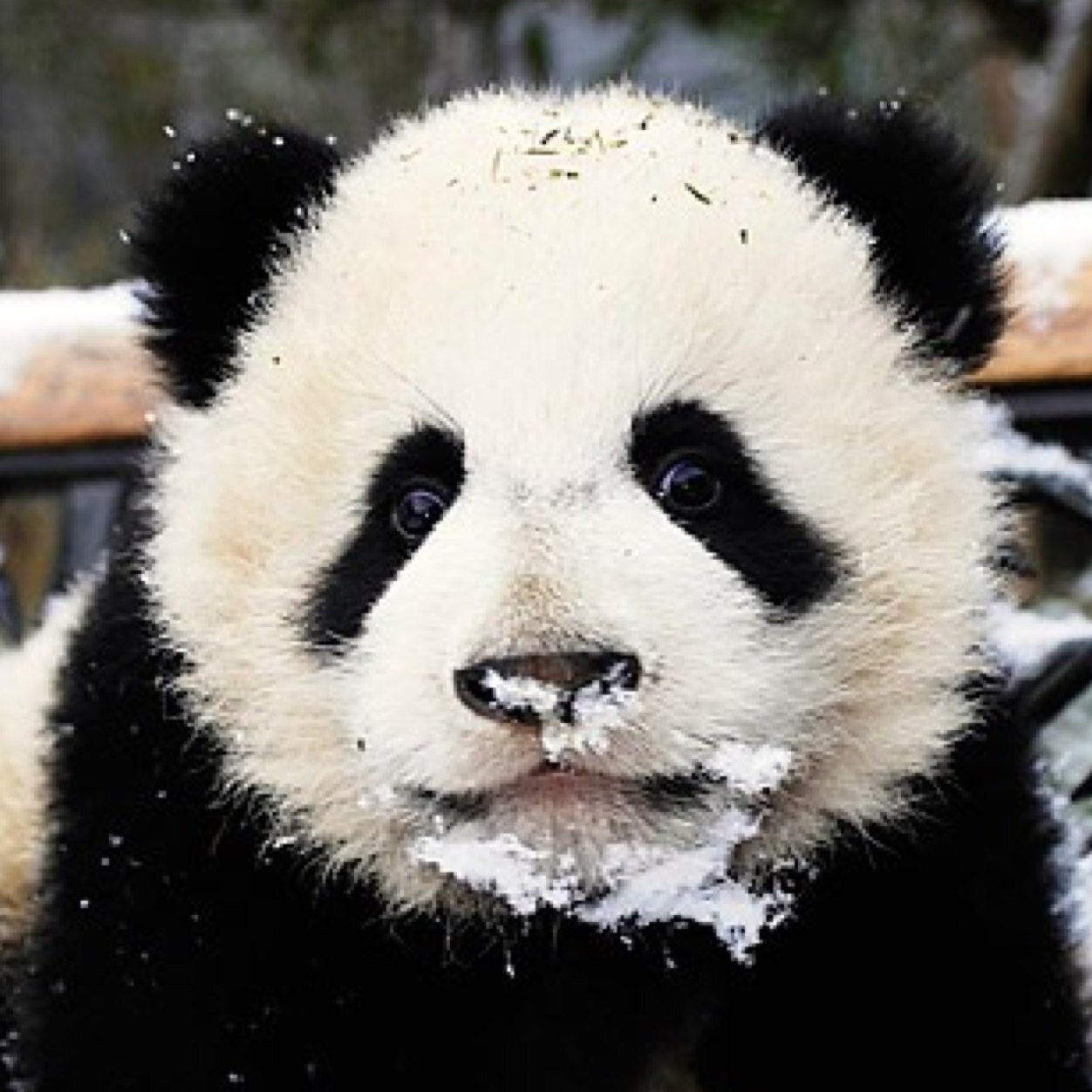Se você se acha um panda e eu não segui você, me siga e eu vejo se você é um panda.