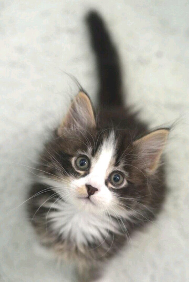 ♥ ANIMALS ♥ OUR BEAUTIFUL WORLD!!!!   ♥QQ