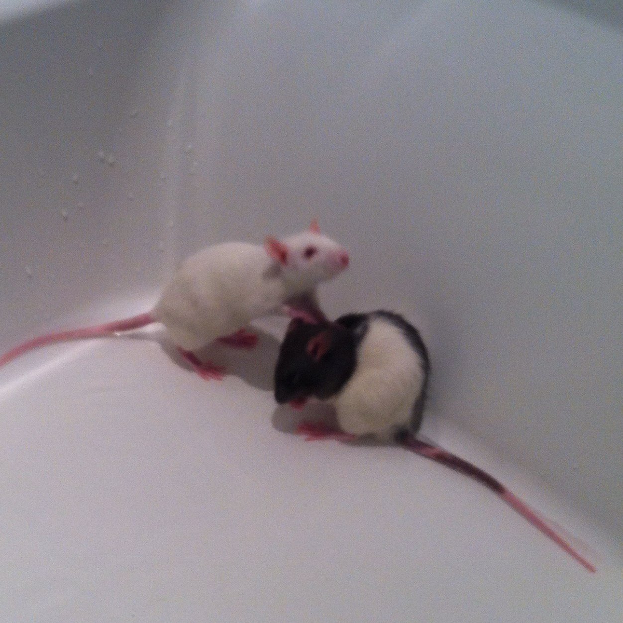 WE REALLY LIKE SNCKS AND PLAYING!!!! WE'RE SUPER POSITIVE!!! WE'RE PART OF THE #SNCKCREW ッ