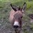 Republican Donkey
