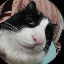 bincho8424's profile picture. 