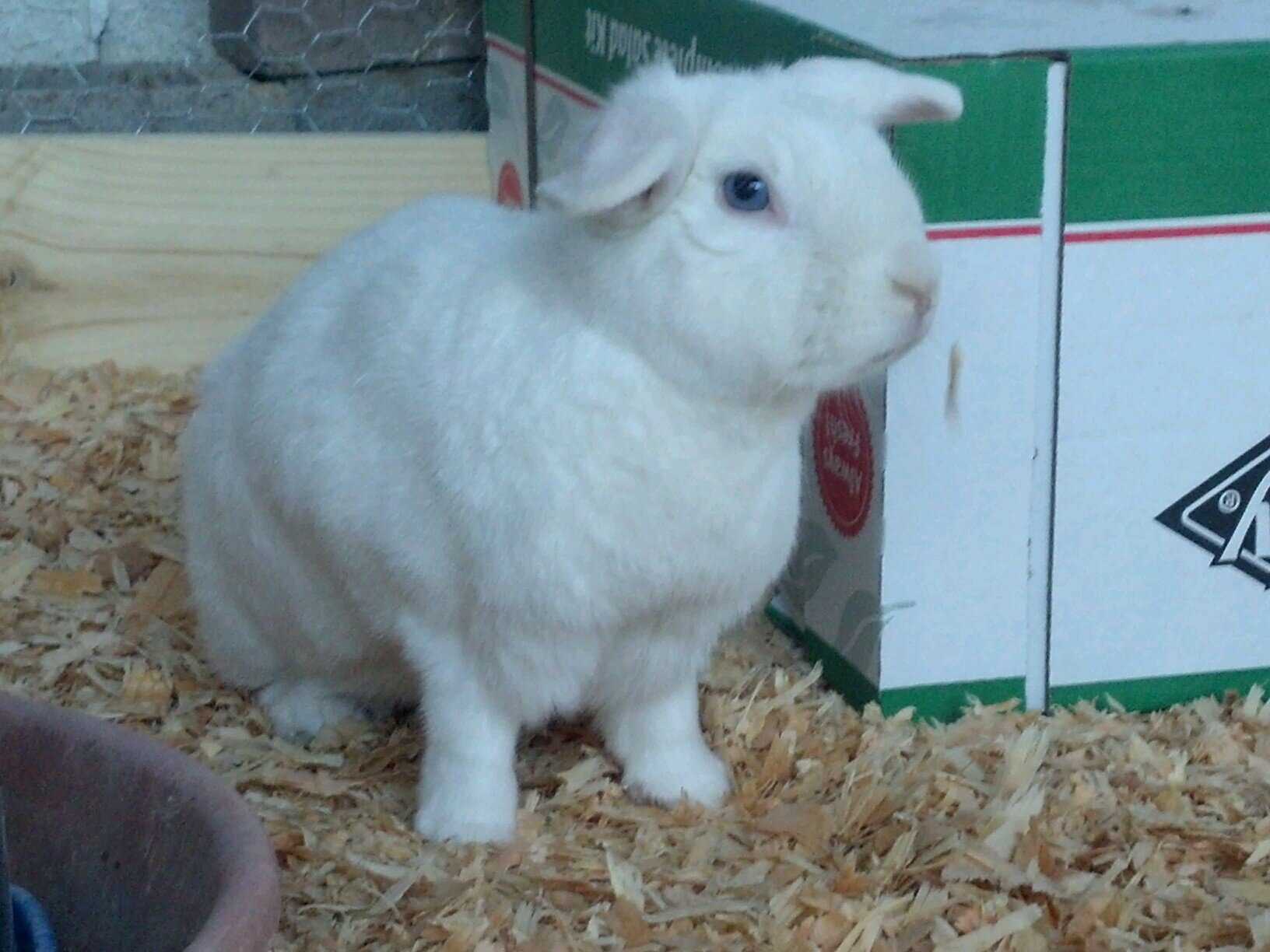 redcoat_dancer's profile picture. Animal farmer & Educator