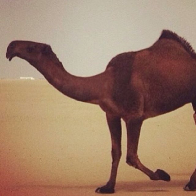أبوي رباني على مكسب الطيـــب ومن قبلھا جدي على الطيب ربـاھ نقصر عن دروب الردى والعذاريب والطيب نلحق صاحبھ ونتعـــداھ