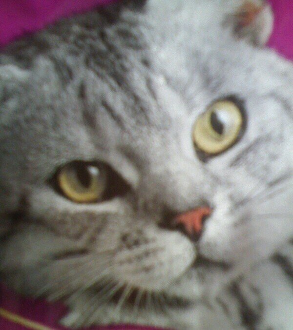 Joureyesa's profile picture. 