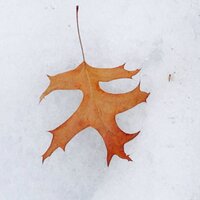 Rebecca Winchester ⁷ (@reflctndotcom) 's Twitter Profile