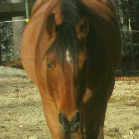 twoeyedphantom's profile picture. Bass, capybaras, sweatshirts, horses, pizza, and books.