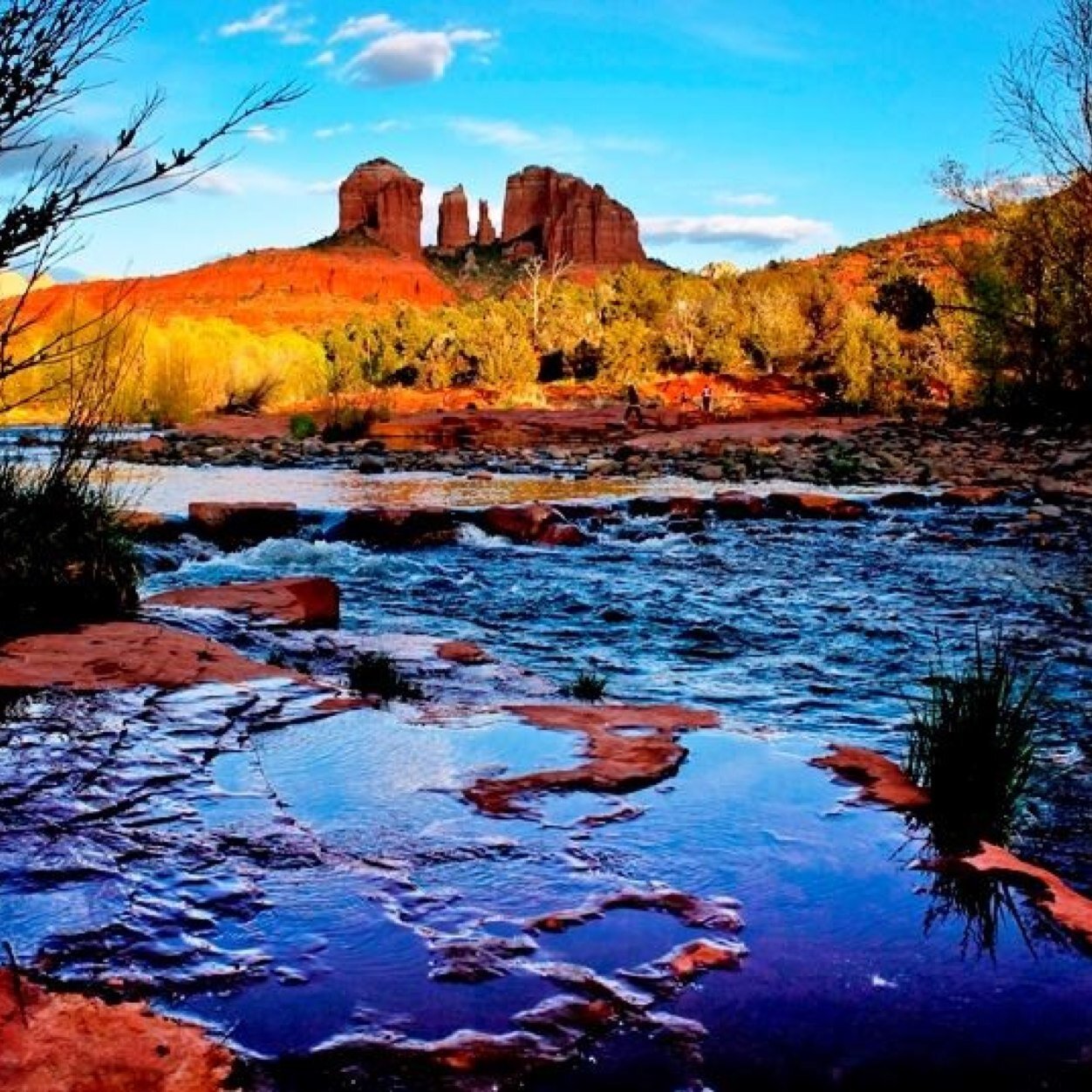 koertge_trease's profile picture. 