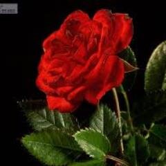 hana_com82's profile picture. People are good,you should just find posetive energies on them.