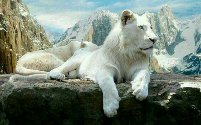 Welcome ta Da Realm of the White Lions b-smooth ser-suave