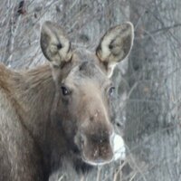 Alex Cortez (@snowtez) 's Twitter Profile