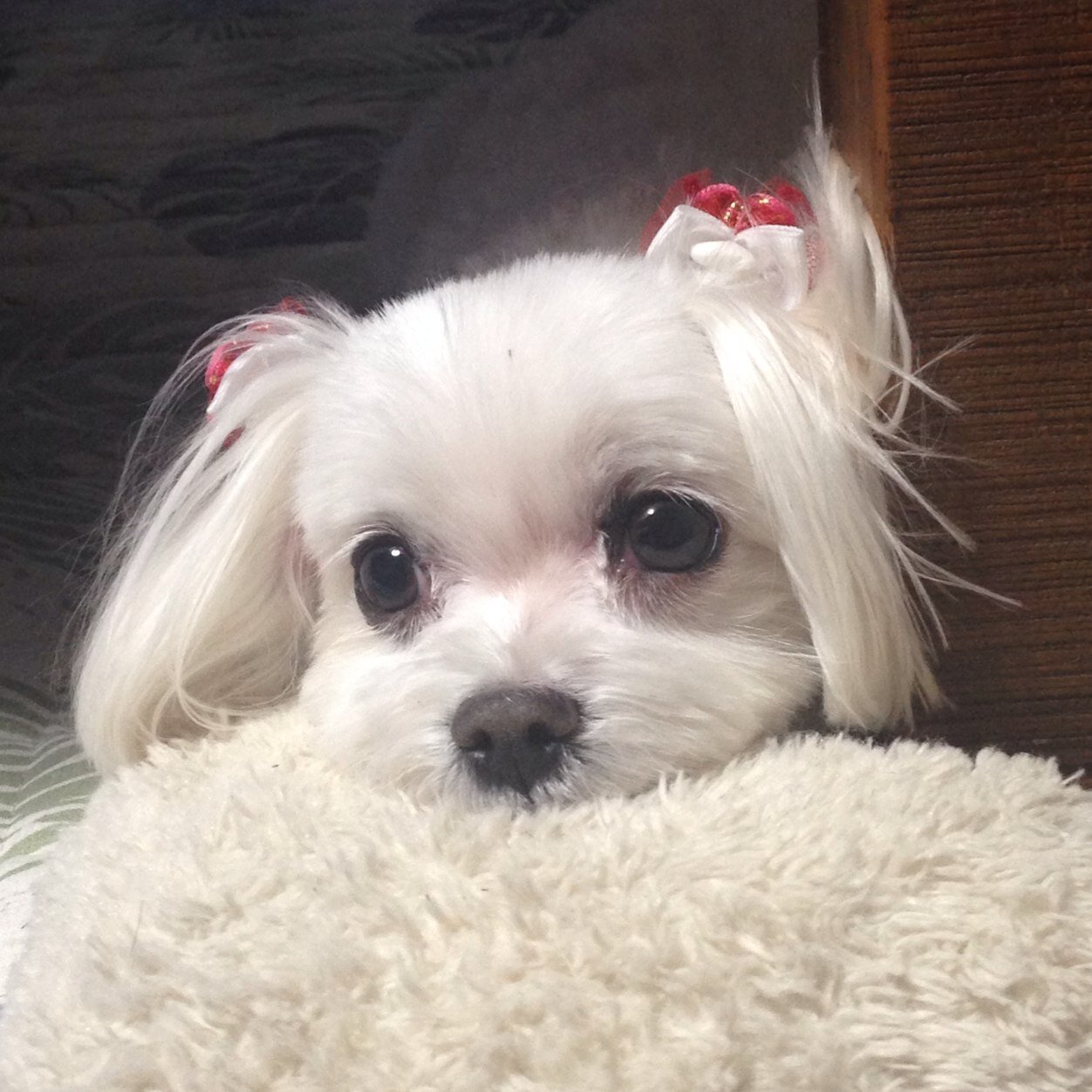 maruhana1005's profile picture. 愛知県で趣味を一番、仕事は二番でぼちぼちやってます。トミカを中心としたミニカーコレクター/中日ドラゴンズ/マルチーズ/夢枕獏/C-HR