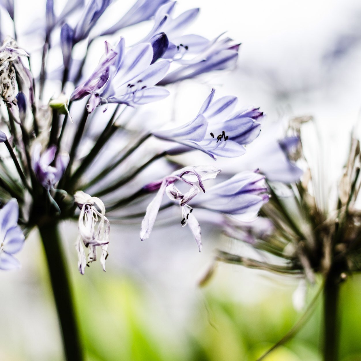 IchHeisseErin's profile picture. 