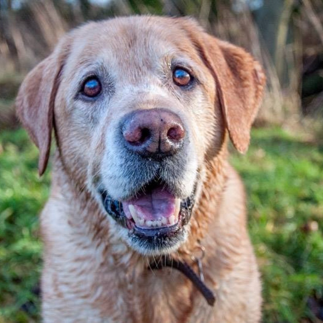 Geriatric hunk of a yellow Labrador. Living life to the max. Loves food and balls. Slimmer of the year 2012.