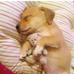 The cutest videos on the internetz.