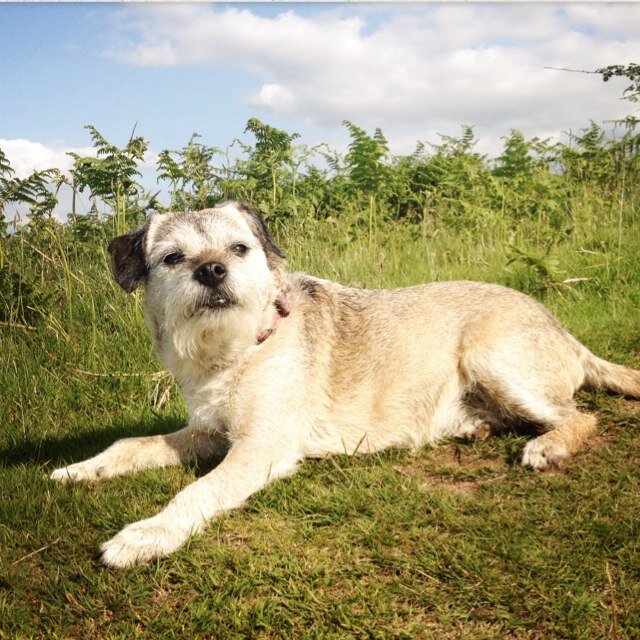 WhatWeCallTilly's profile picture. 🌈 Small furry four legged keeper of @jowilliams251. I loved walks, cuddles, and cheese Got Brofurs Buster and Reggie who sometimes tweet. #BTposse