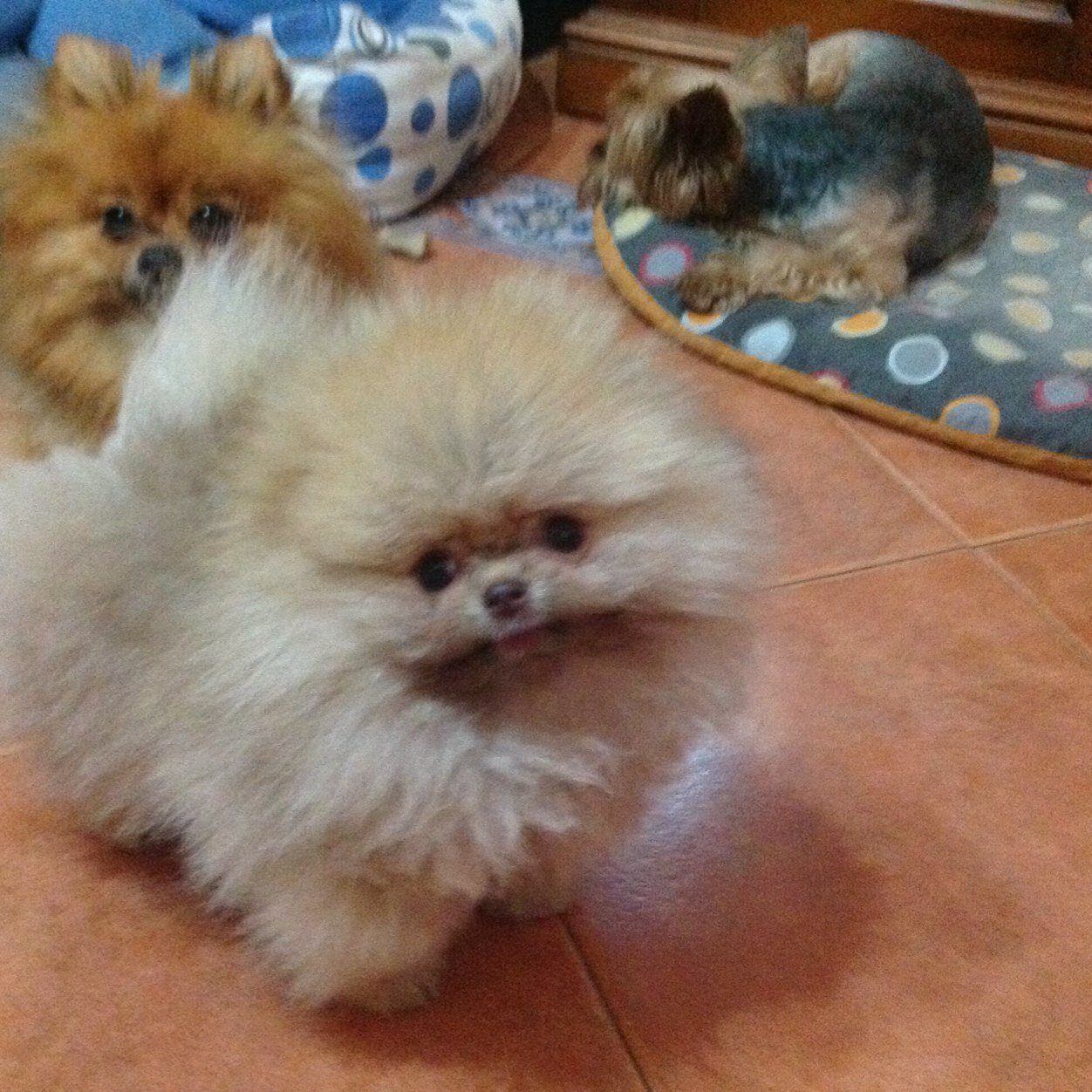 Para las personas que le gusten los Pomeranias aqui puede obtener informacion. Venta de cachorritos️