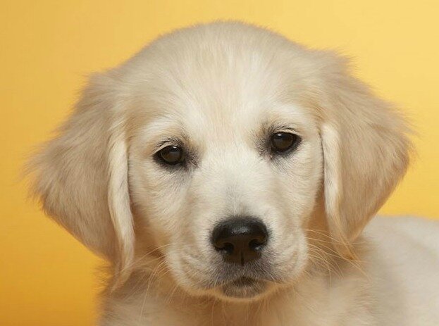 Hi there, I am a dog that can use Twitter. My hobbies include biting evil people - actually my great granddog bit Hitler once autsch