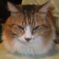 ken-v@グルメ猫 (@kenv9) 's Twitter Profile Photo
