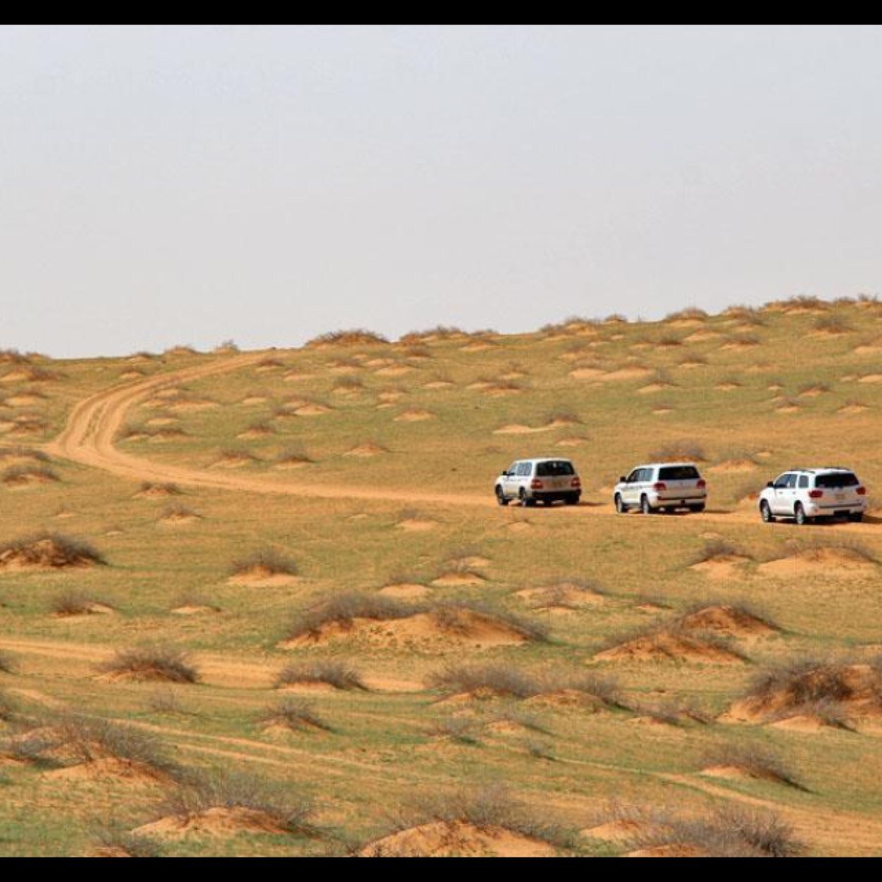 رياض البسام