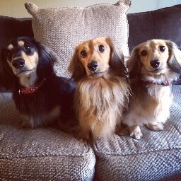 Offering quality care for your pets in Bath. Professional dog day and night boarding, walking and small pet visits.