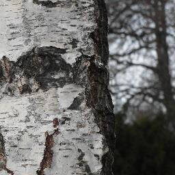 bjerkestemmen's profile picture. Eksponeringer ved bjerkestammen. Meldinger fra et fotohistorisk jaktterreng.