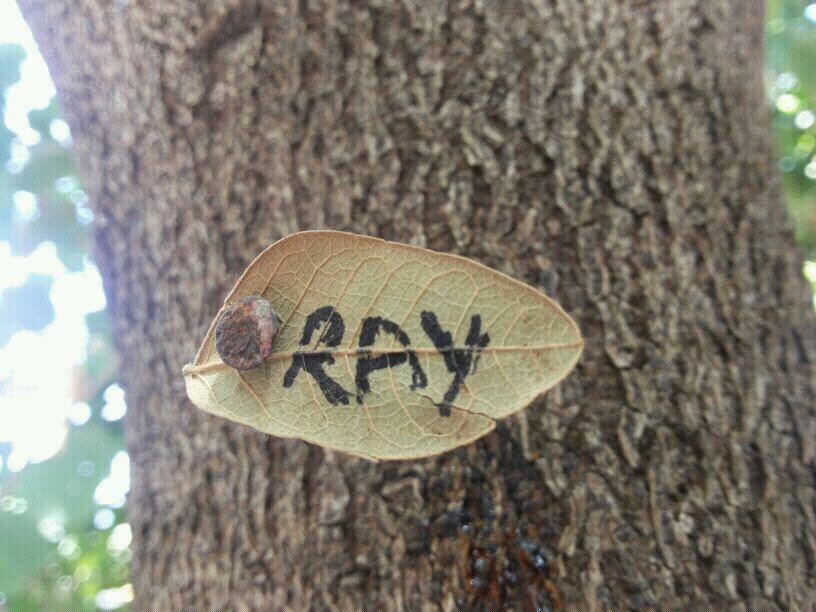 We are the official Twitter of Ray- A Bhavan's College fest, going on a journey through the lens.
*Divided we screw up,united we clean the mess!*